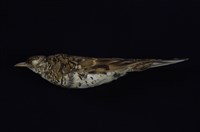 藏品(虎鶇)的圖片